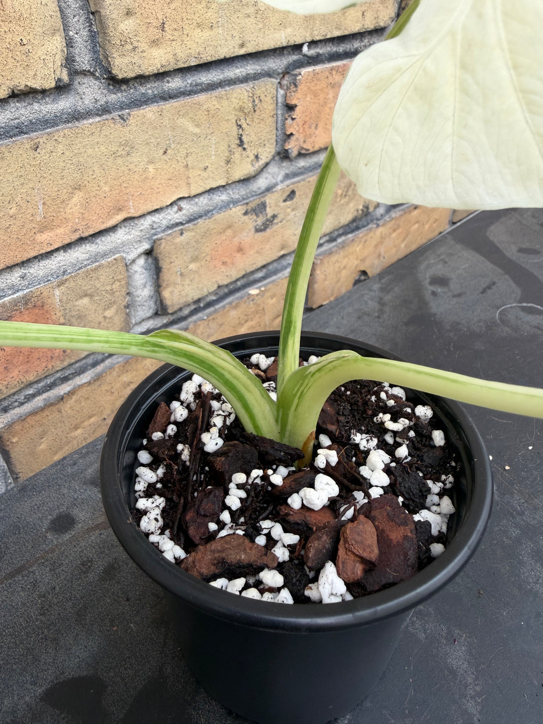 Alocasia Okinawa silver