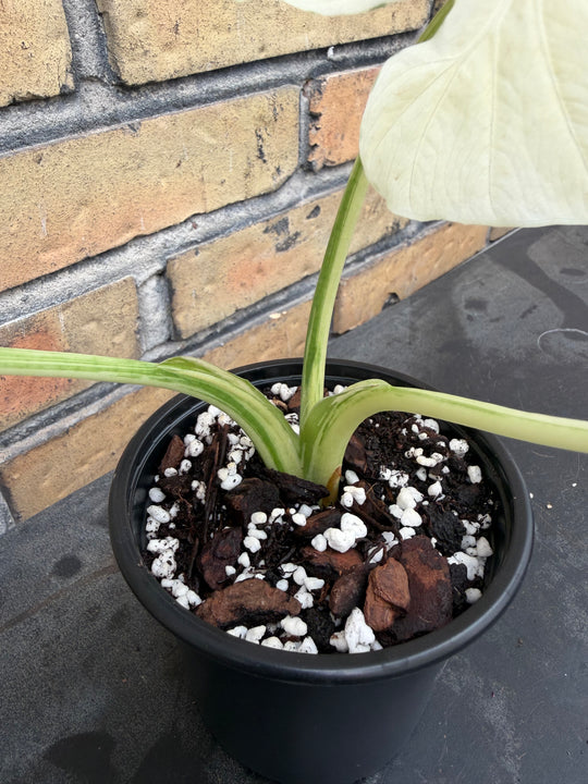 Alocasia Okinawa silver
