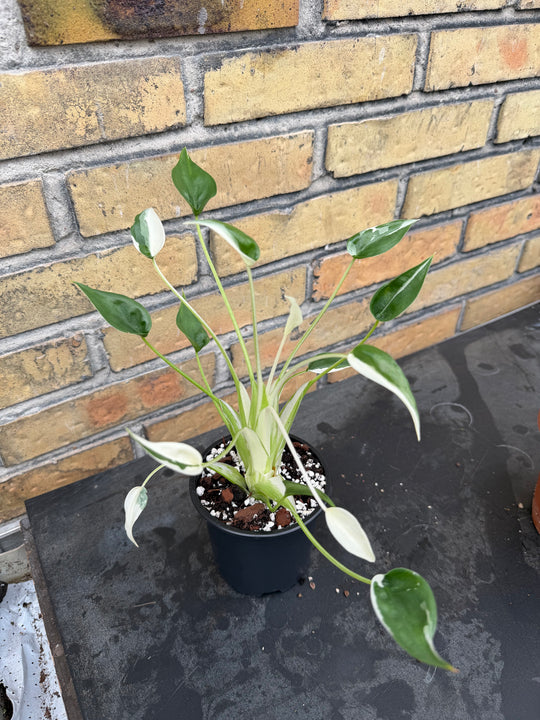 Alocasia tiny dancer albo