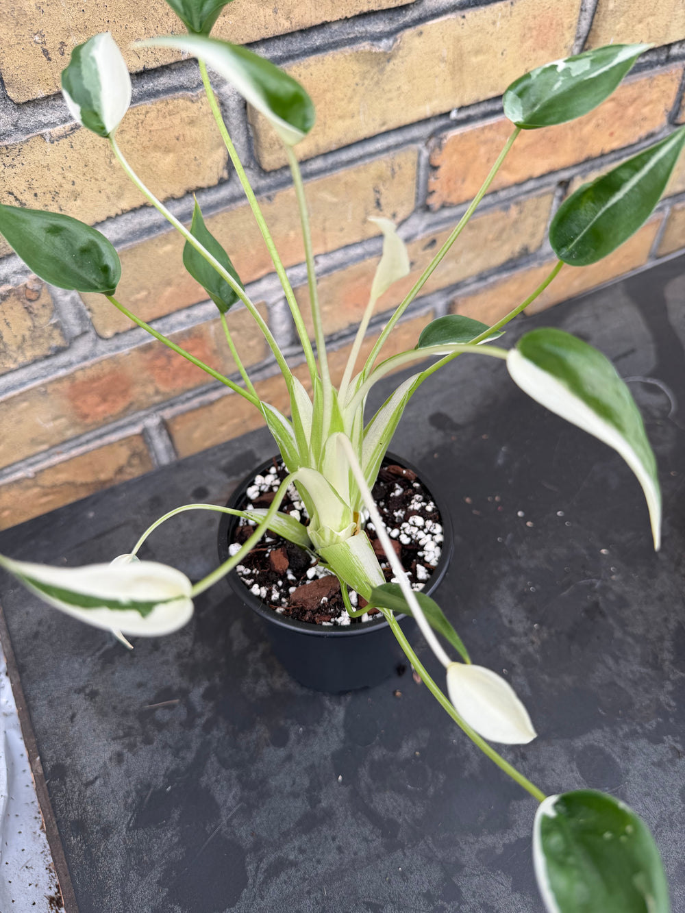 Alocasia tiny dancer albo