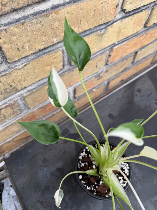 Alocasia tiny dancer albo