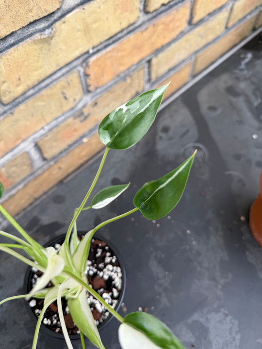 Alocasia tiny dancer albo