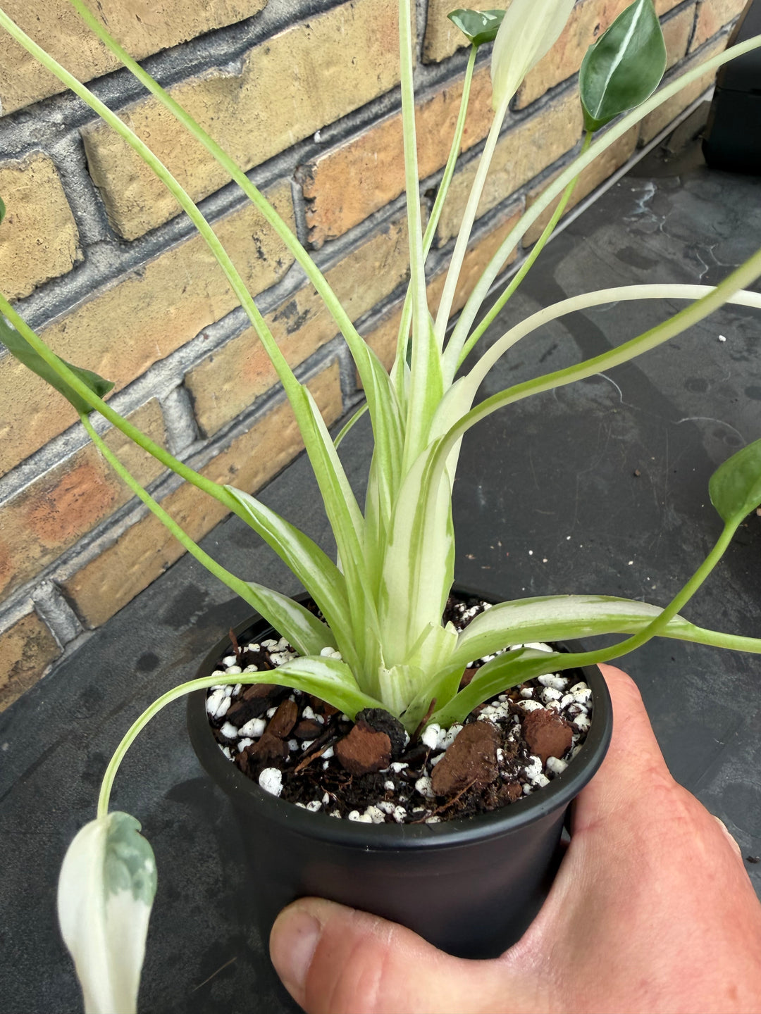 Alocasia tiny dancer albo