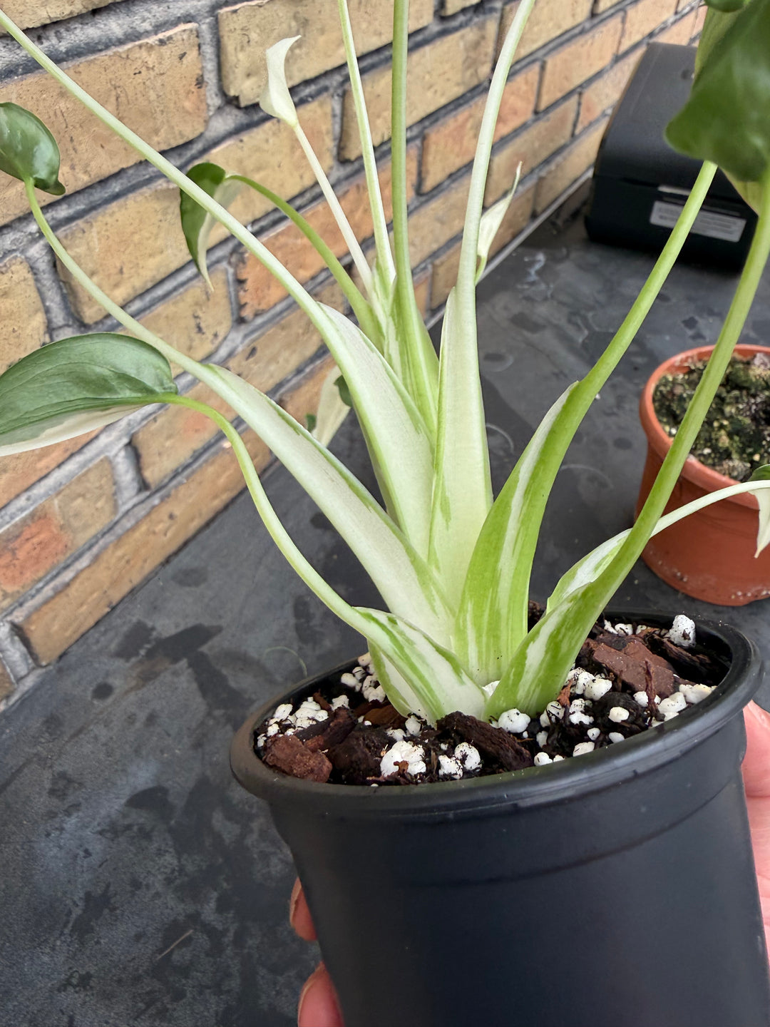 Alocasia tiny dancer albo