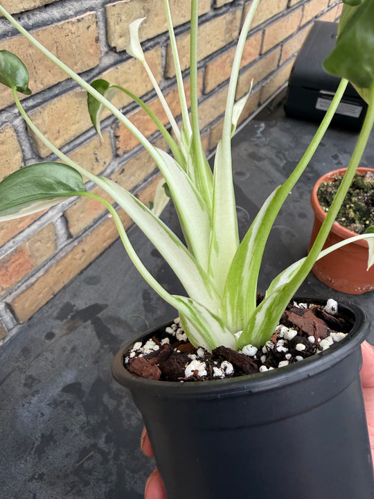 Alocasia tiny dancer albo