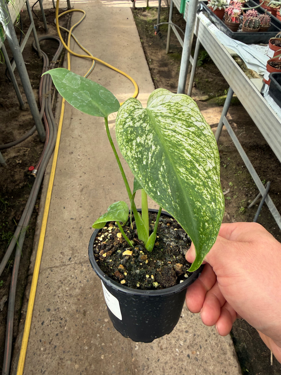 Monstera devil monster