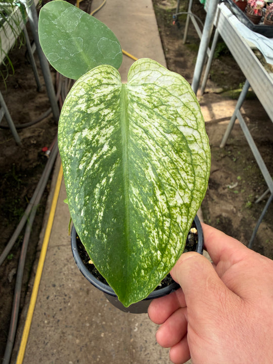Monstera devil monster