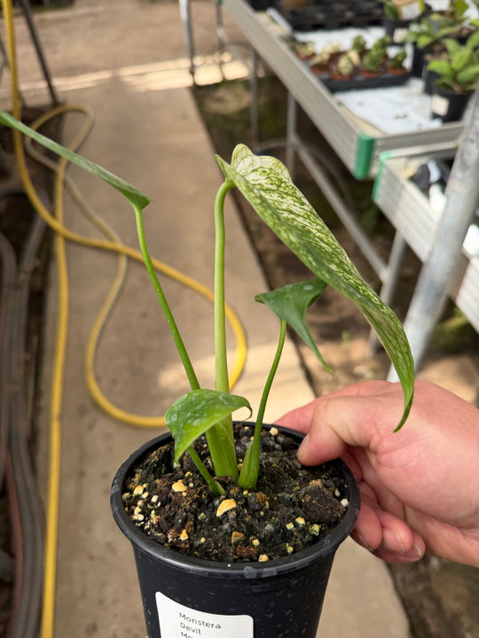 Monstera devil monster