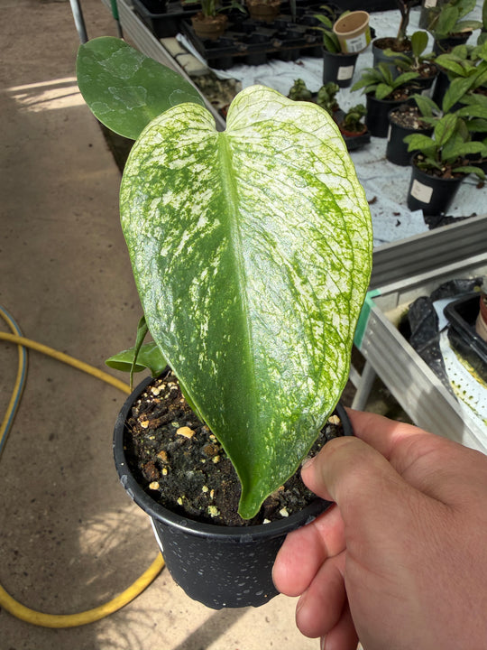 Monstera devil monster