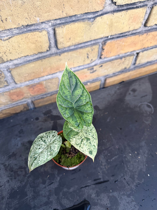 Alocasia dragon scale mint