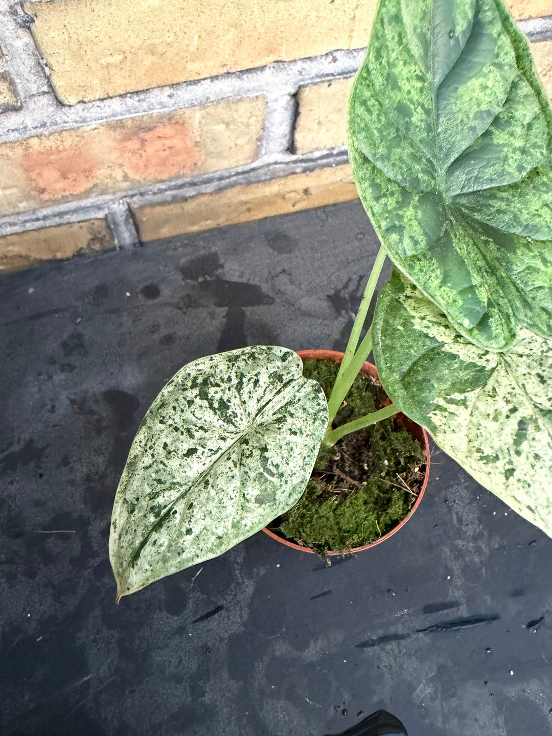 Alocasia dragon scale mint