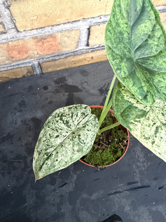 Alocasia dragon scale mint