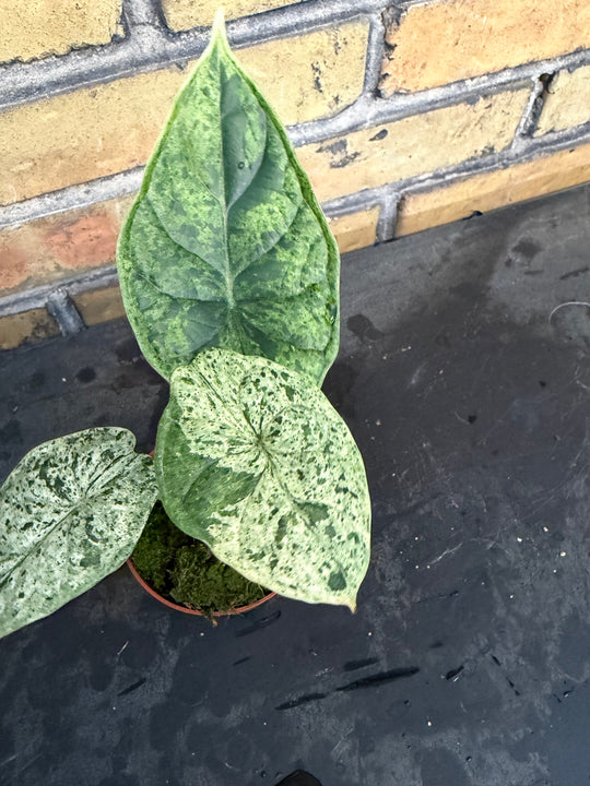 Alocasia dragon scale mint