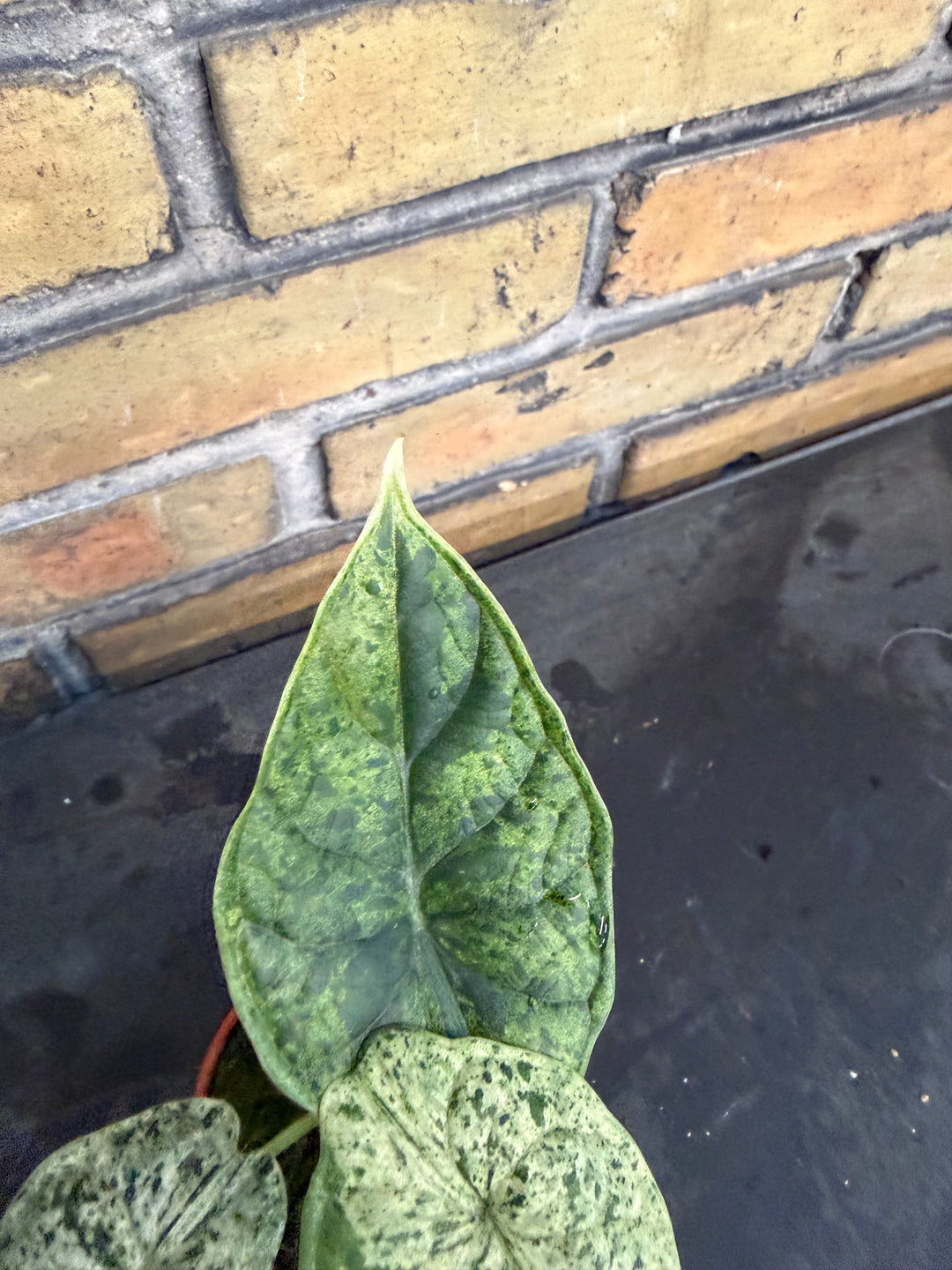 Alocasia dragon scale mint