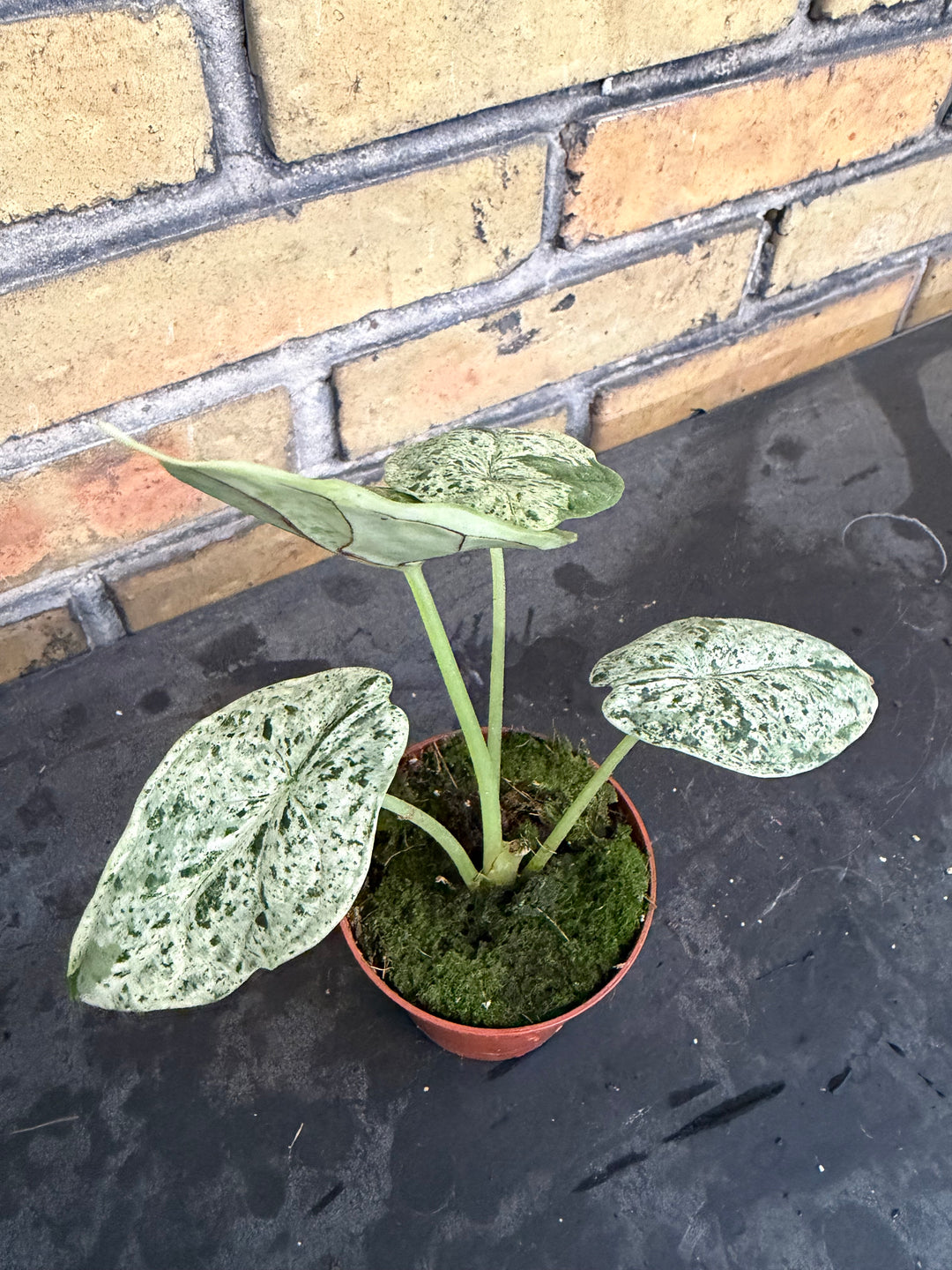 Alocasia dragon scale mint
