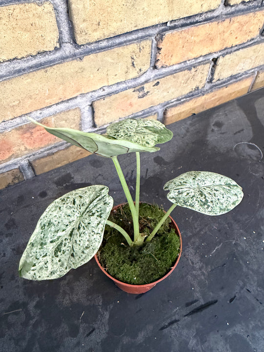 Alocasia dragon scale mint