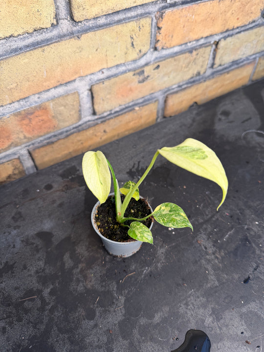 Monstera electrolight