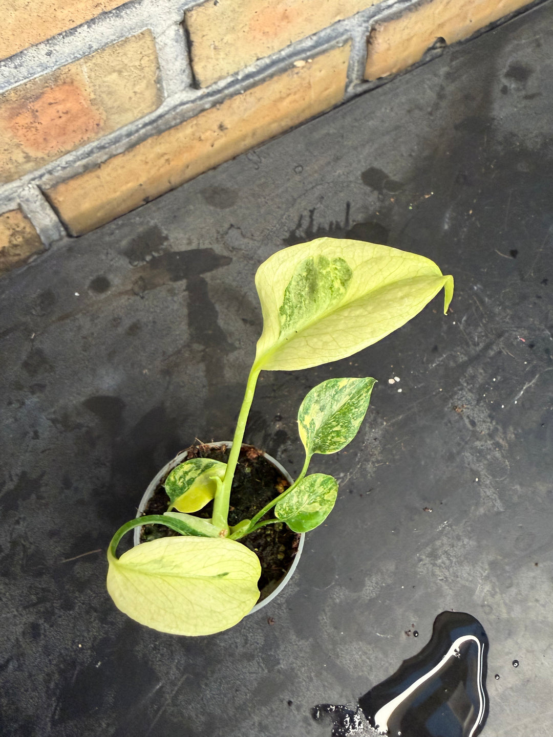 Monstera electrolight