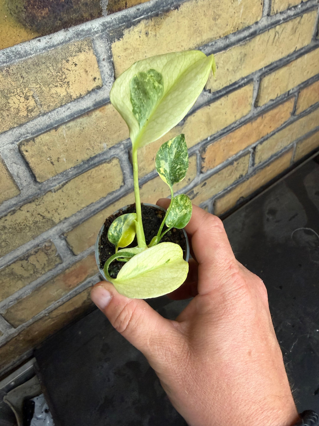 Monstera electrolight