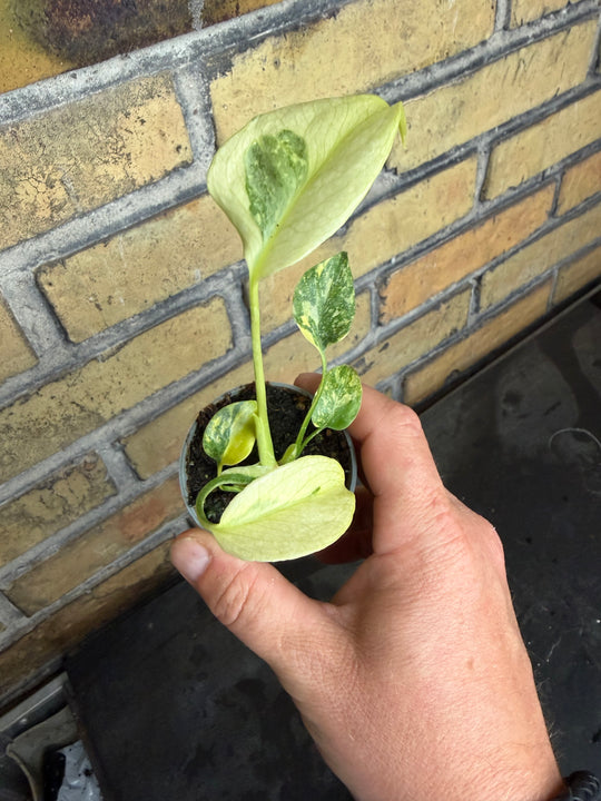 Monstera electrolight