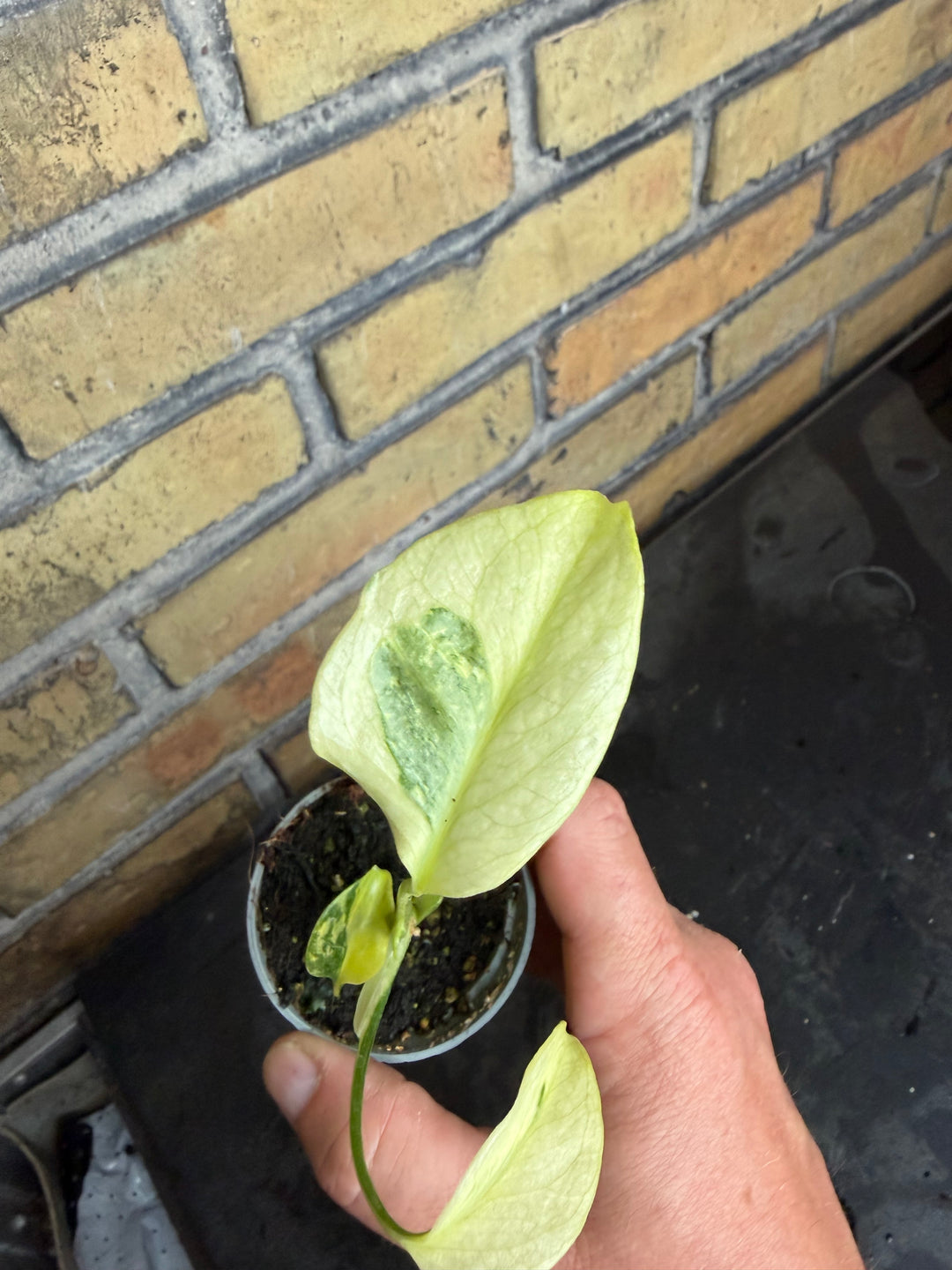 Monstera electrolight