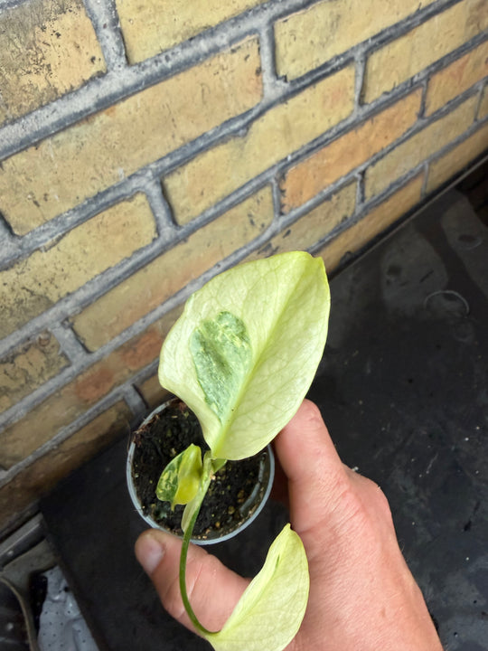 Monstera electrolight