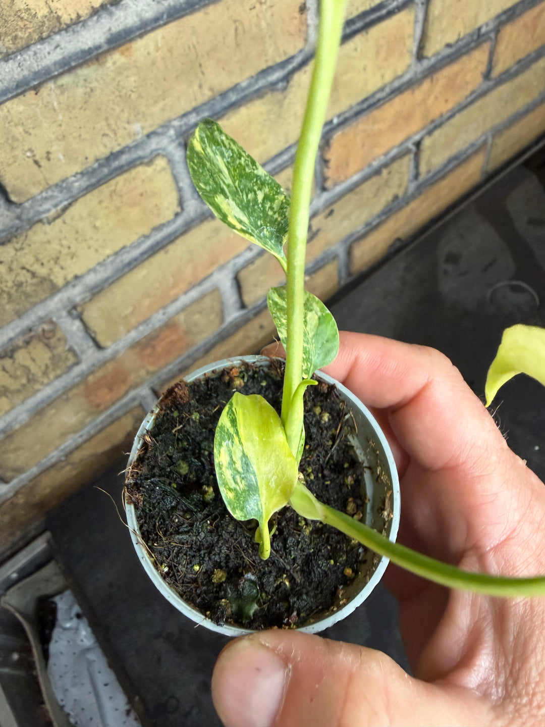 Monstera electrolight