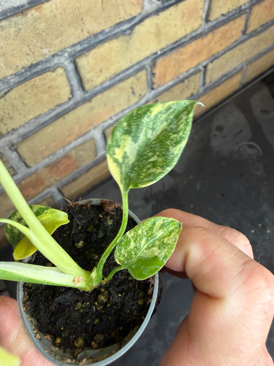 Monstera electrolight