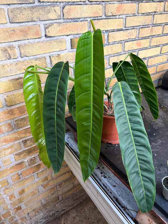 Philodendron patriciae XXL