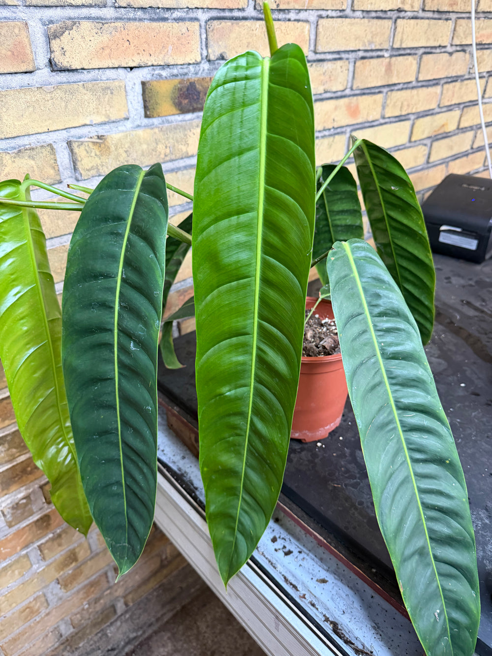 Filodendron patriciae XXL
