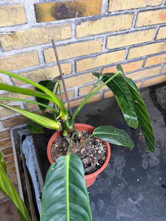 Philodendron patriciae XXL