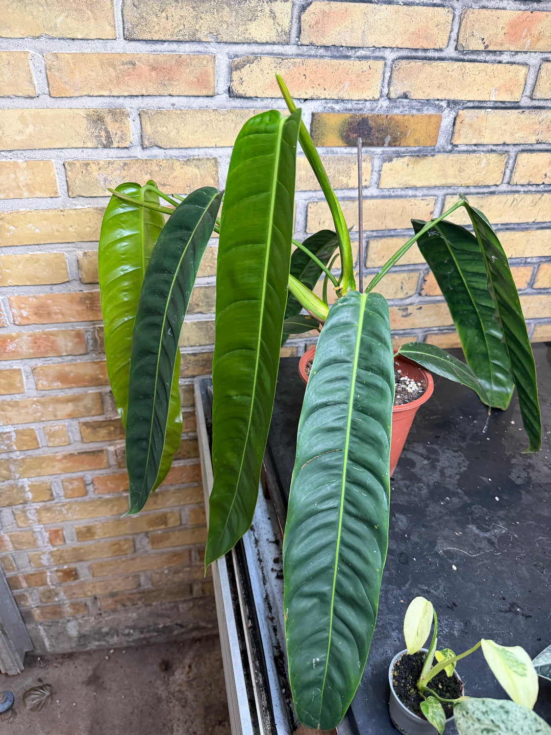Philodendron patriciae XXL