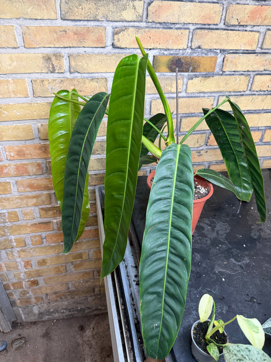 Philodendron patriciae XXL