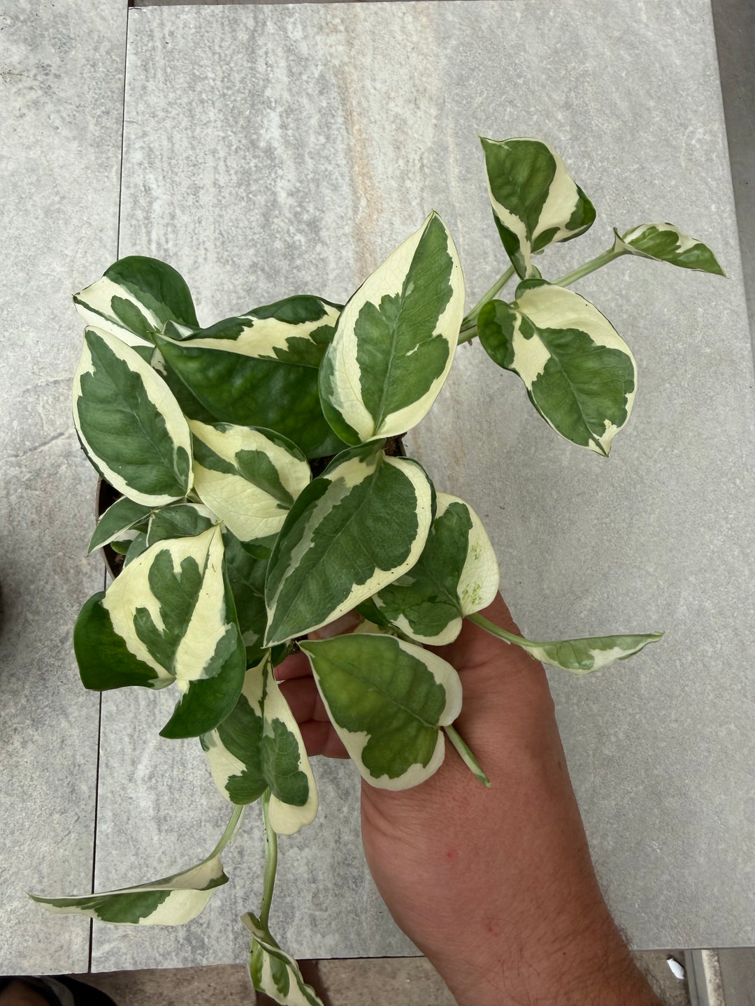 Epipremnum njoy
