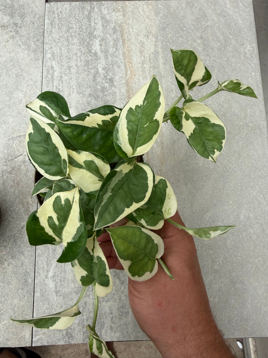 Epipremnum njoy