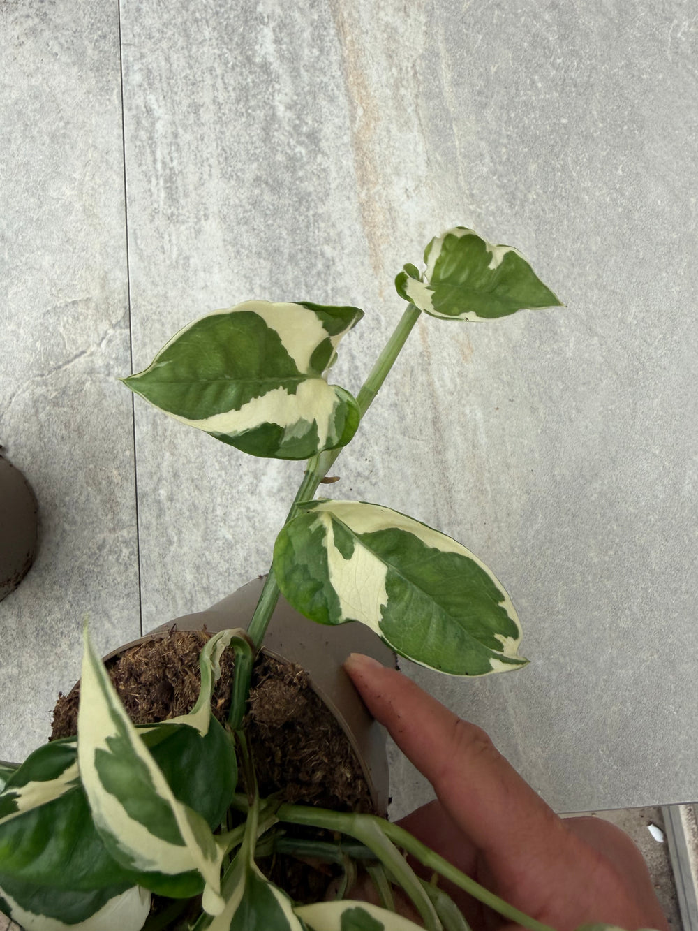 Epipremnum njoy