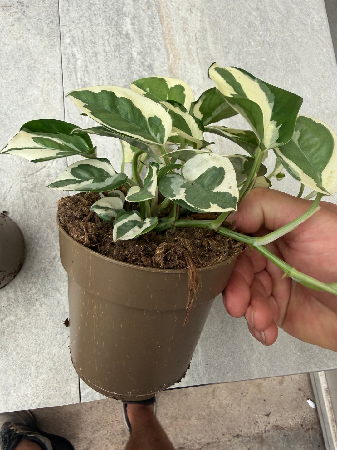 Epipremnum njoy