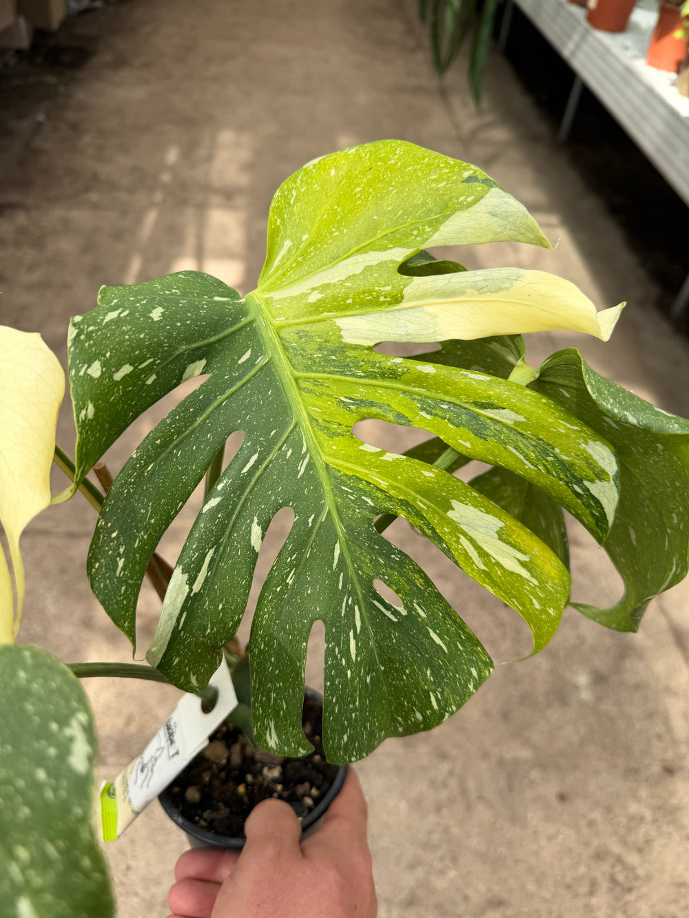 Monstera Thai constellation miracle tricolor