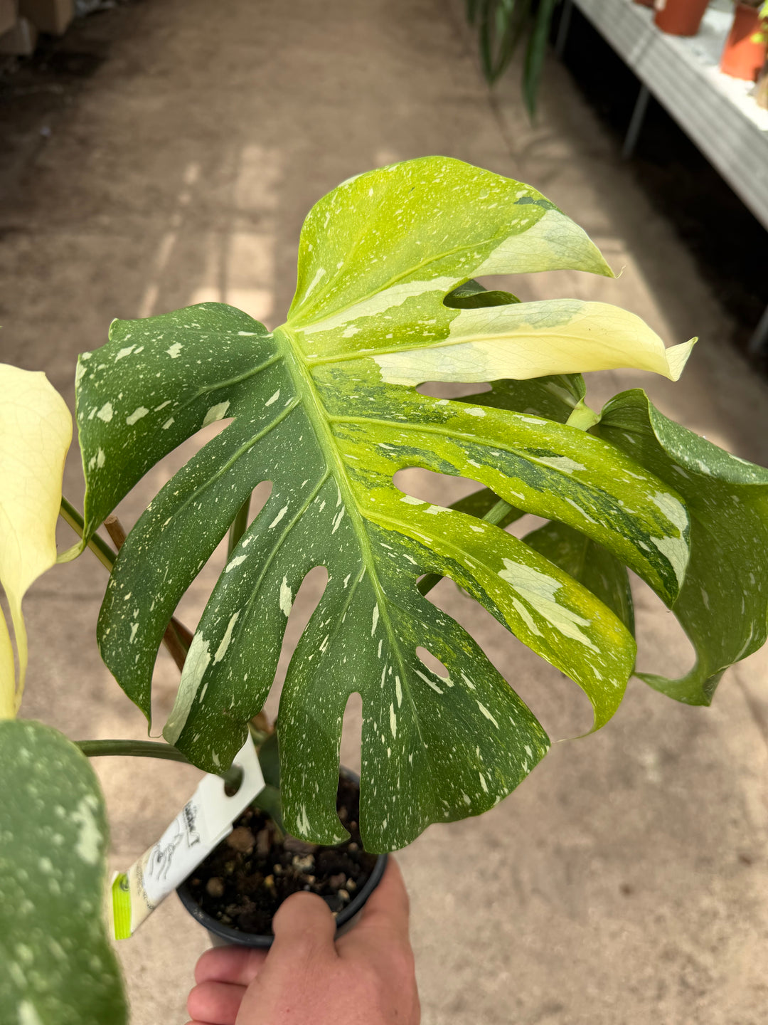 Monstera Thai constellation miracle tricolor