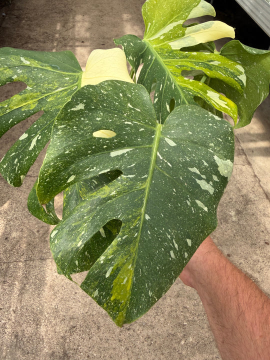 Monstera Thai constellation miracle tricolor