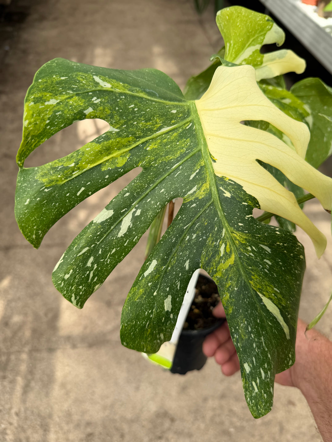 Monstera Thai constellation miracle tricolor