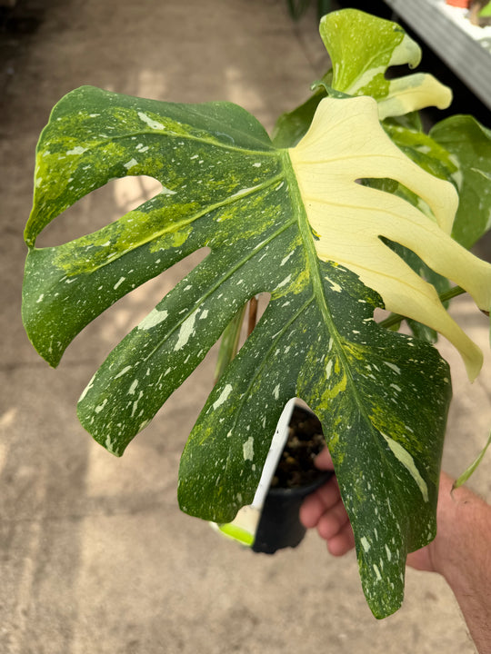 Monstera Thai constellation miracle tricolor