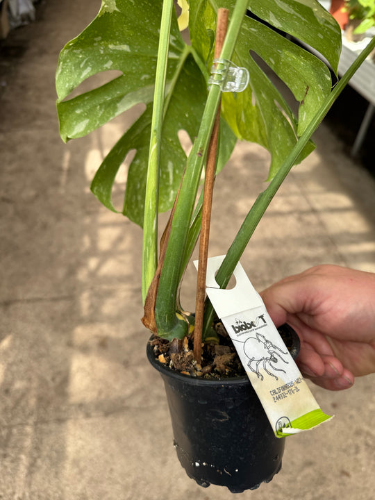 Monstera Thai constellation miracle tricolor