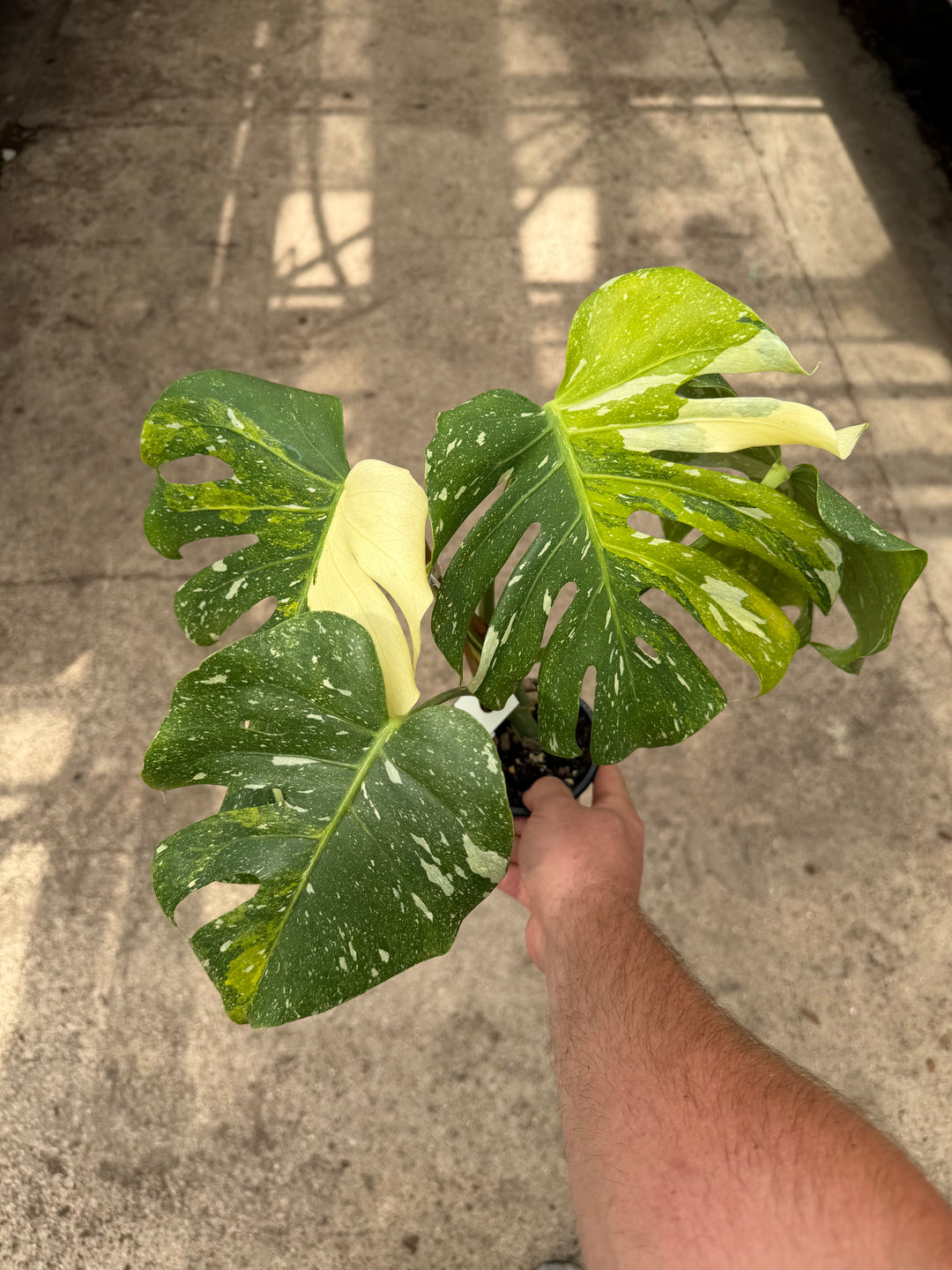 Monstera Thai constellation miracle tricolor
