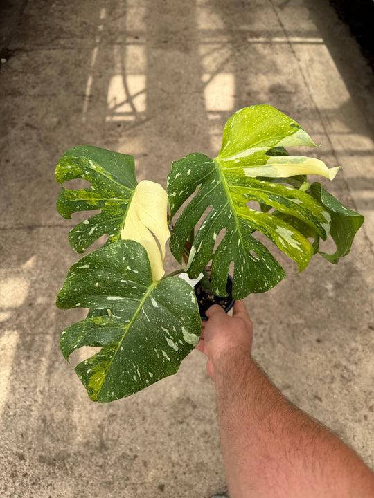 Monstera Thai constellation miracle tricolor