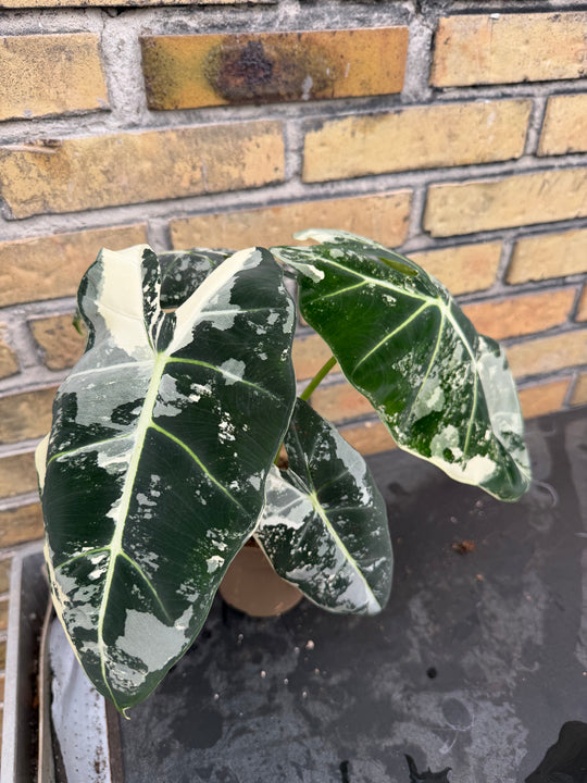 Alocasia frydek Variegata