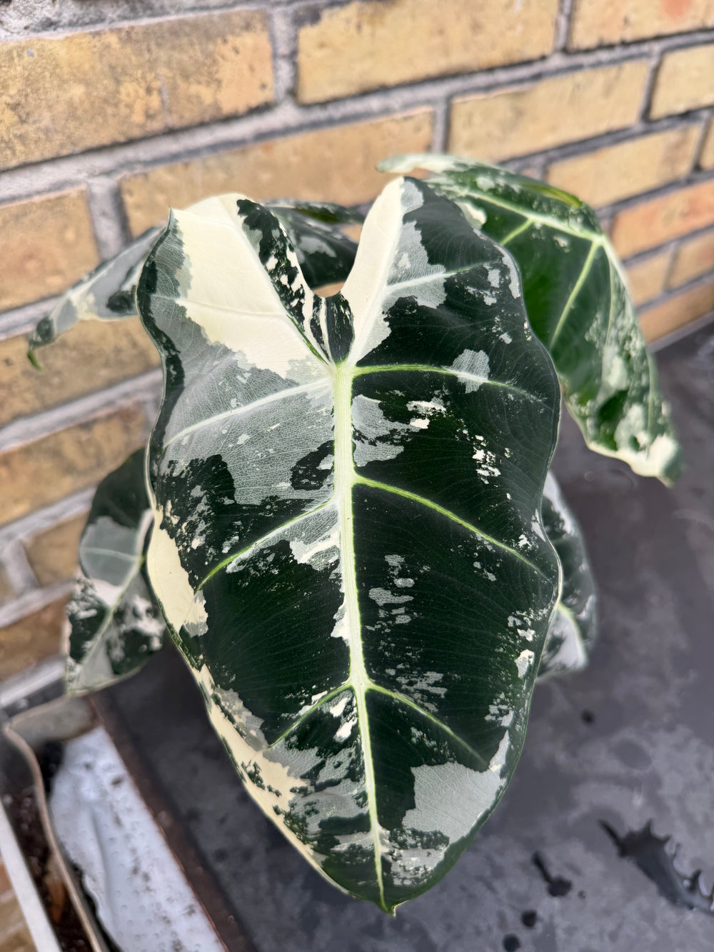Alocasia frydek Variegata