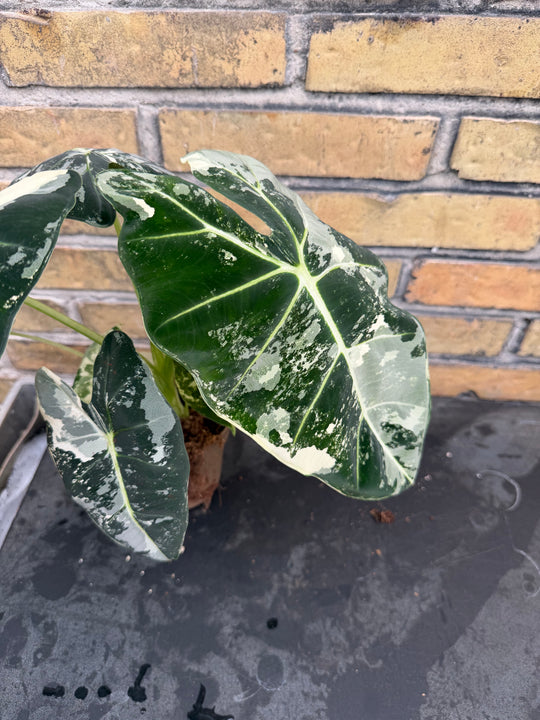 Alocasia frydek Variegata