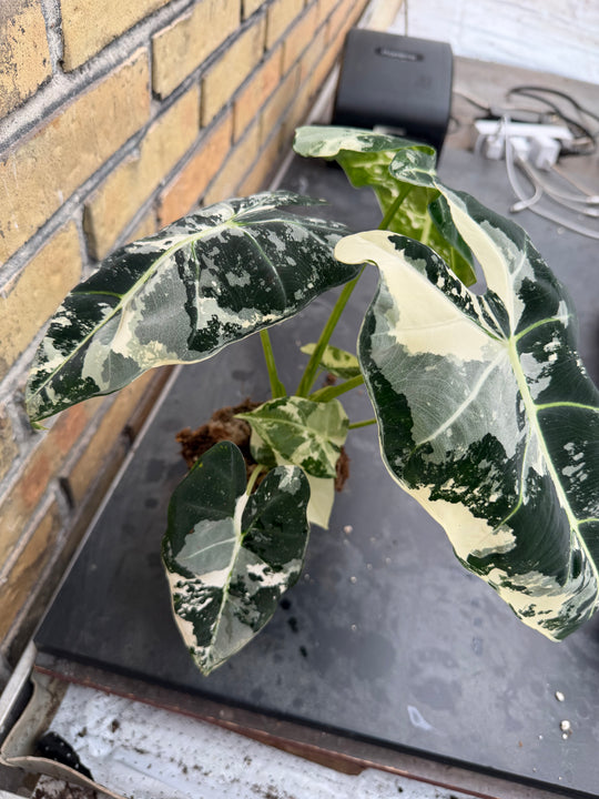 Alocasia frydek Variegata