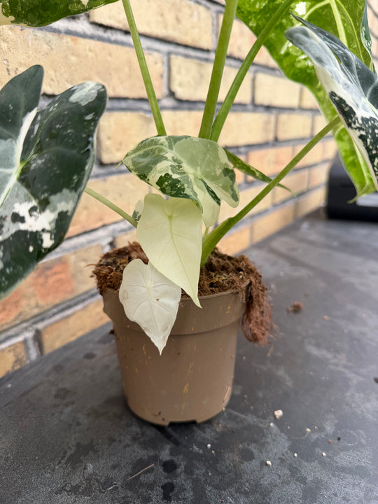 Alocasia frydek Variegata